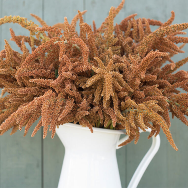 Amarants "Hot biscuits" (Amaranthus cruentus), 0,5g