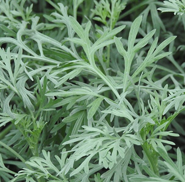 Vērmele (Artemisia Absinthium) 0,2g