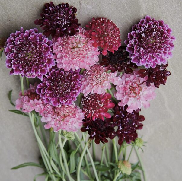 Skabioza "Summer fruits" (Scabiosa atropurpurea) 0,5g