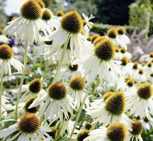 Purpursarkanā ehinācija "Primadonna white" (Echinacea purpurea), 10 sēklas