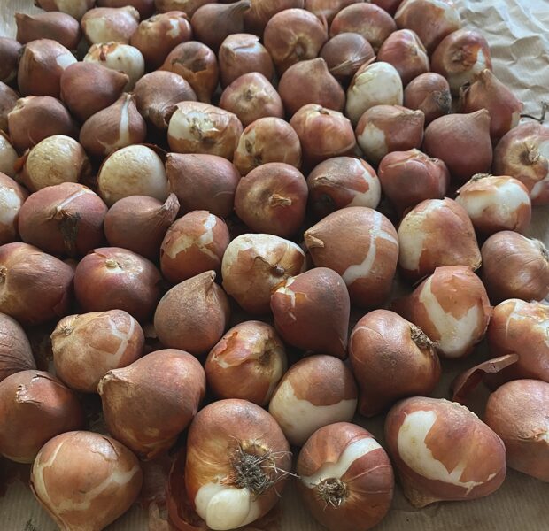 Tulip Planting Tips