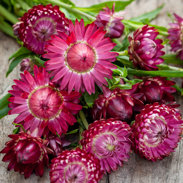 Seglapu salmene "Dark purple" (Helichrysum bracteatum) 0,2g