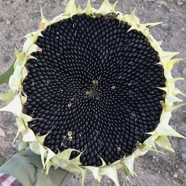 Sunflower "Giant disk", (Helianthus annuus), 5 seeds