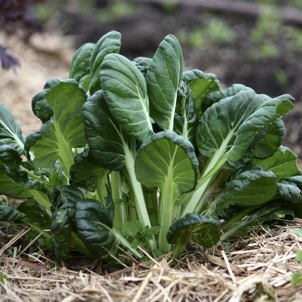 Tatsoi (Brassica rapa var. narinosa), 2g