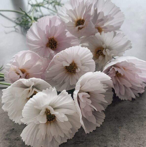 Divplūksnu kosmeja "Cupcake blush" (Cosmos bipinnatus)