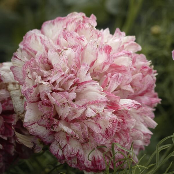 Miega magone "Flemish Antique" 0,5g