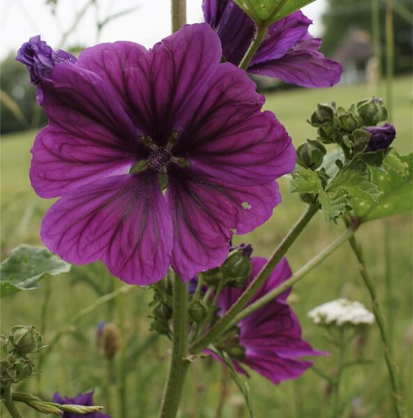  Common mallow (Malva sylvestris)