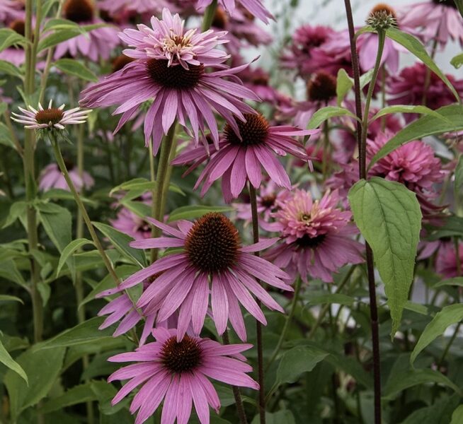 Purpursarkanā ehinācija "Paradiso Super-Duper" (Echinacea purpurea), 10 sēklas