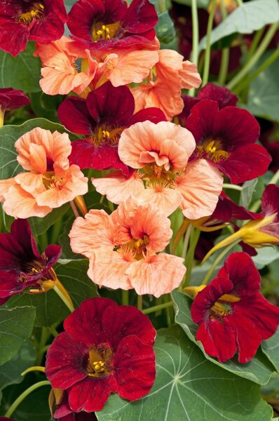 Zemā krese "Sahin's Rumba" (Tropaeolum minus), 2g