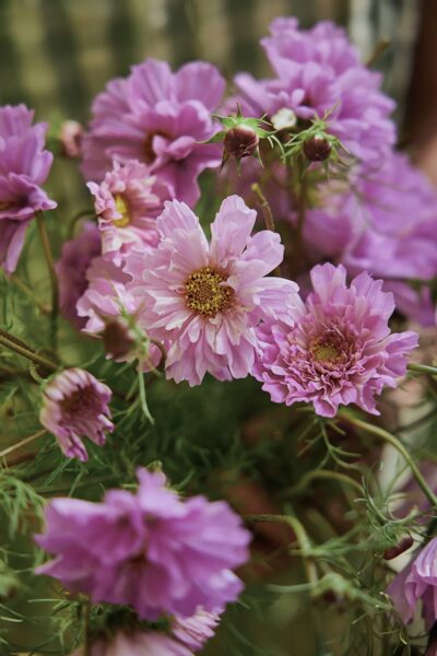Divplūksnu kosmeja "Double Dutch Rose" (Cosmos bipinnatus)
