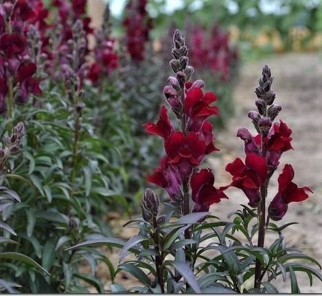 Lauvmutīte "Black Prince" (Antirrhinum majus nanum), 20 sēklas