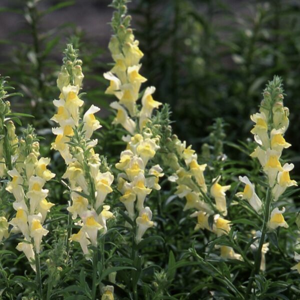 Daudzgadīgā lauvmutīte (Antirrhinum braun-blanquetii), 20 sēklas