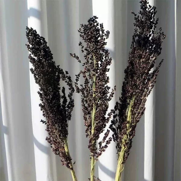 Parastais sorgo "Texas black" (Sorghum bicolor), 2g