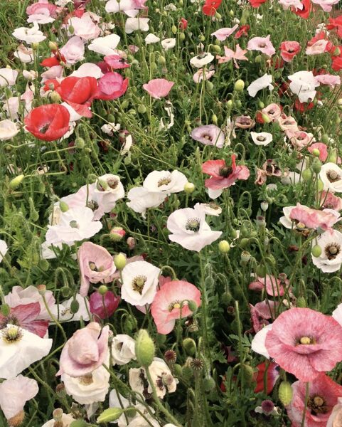 Zīda magone "Shirley Single Mixed" (Papaver rhoeas)