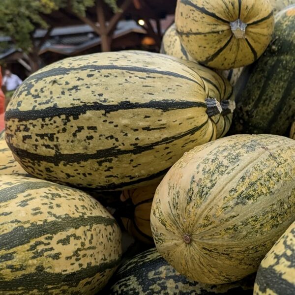 Parastais ķirbis 'Delicata' (Cucurbita pepo), 5 sēklas