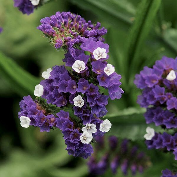 Jomotā limonija "Purple attraction" (Limonium sinuatum) 0,2g