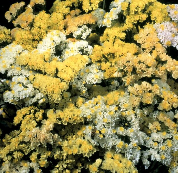 Jomotā limonija "Moonlight" (Limonium sinuatum) 0,2g