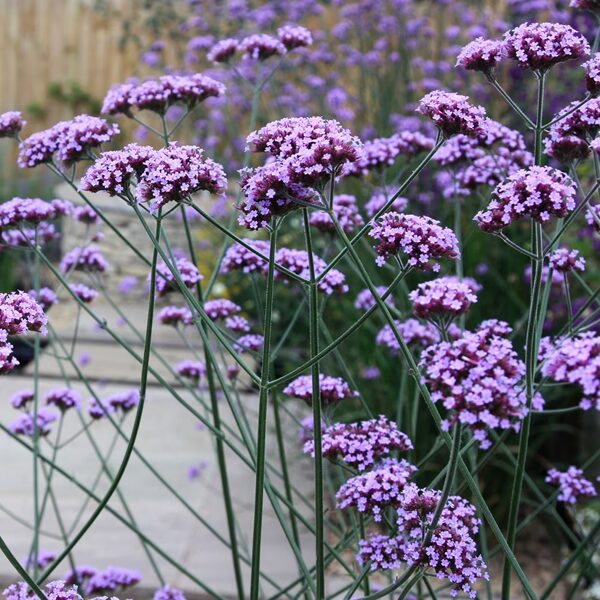 Dienvidamerikas verbēna (Verbena bonariensis)