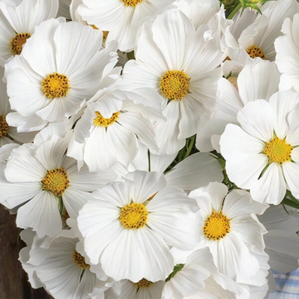 Divplūksnu kosmeja "Versailles white" (Cosmos bipinnatus) 20 sēklas