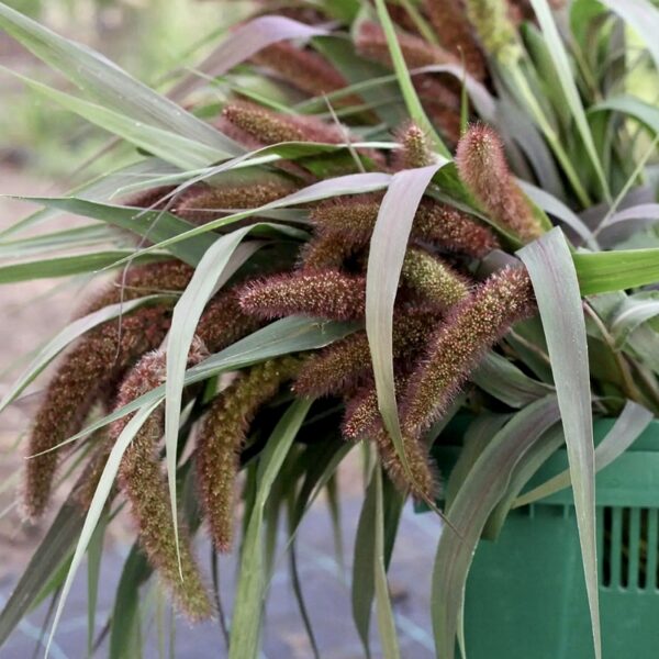 Itālijas sarene "Red Jewel" (Setaria italica)