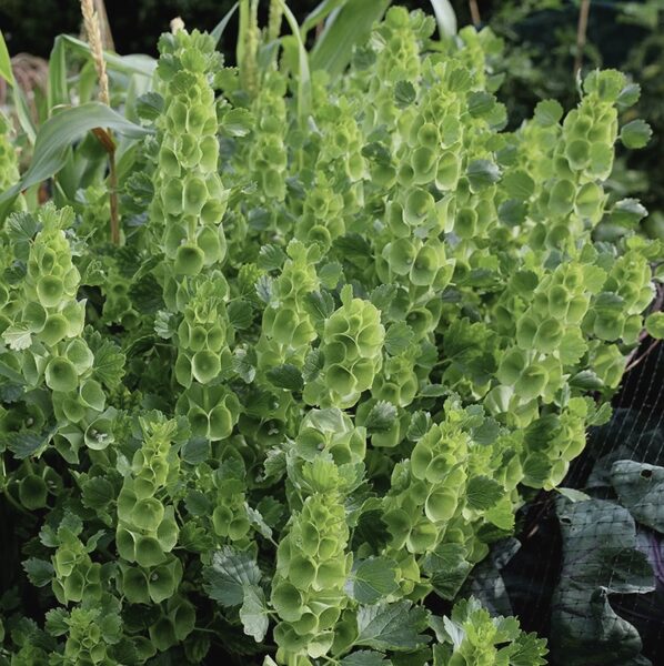 Gludā molucella "Pixie Bells" (Moluccella laevis) 0,5g