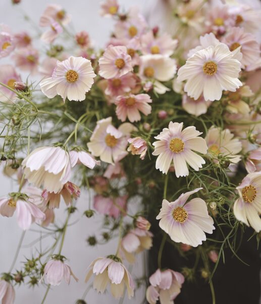 Divplūksnu kosmeja, "Apricot lemonade" (Cosmos bipinnatus)