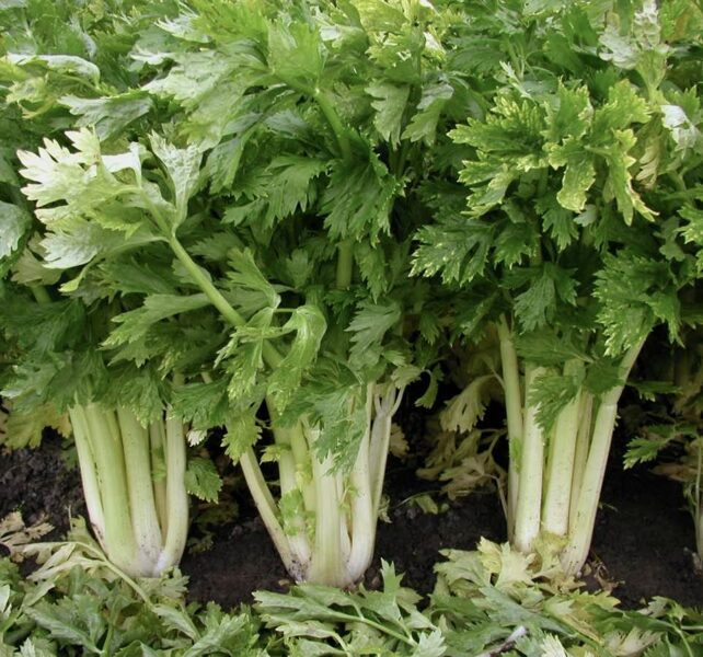 Selerija kātu "Nuget" (Apium graveolens var. rapaceum) 0,2g