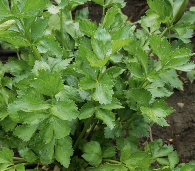 Selerija lapu (Apium graveolens var. rapaceum) 0,2g