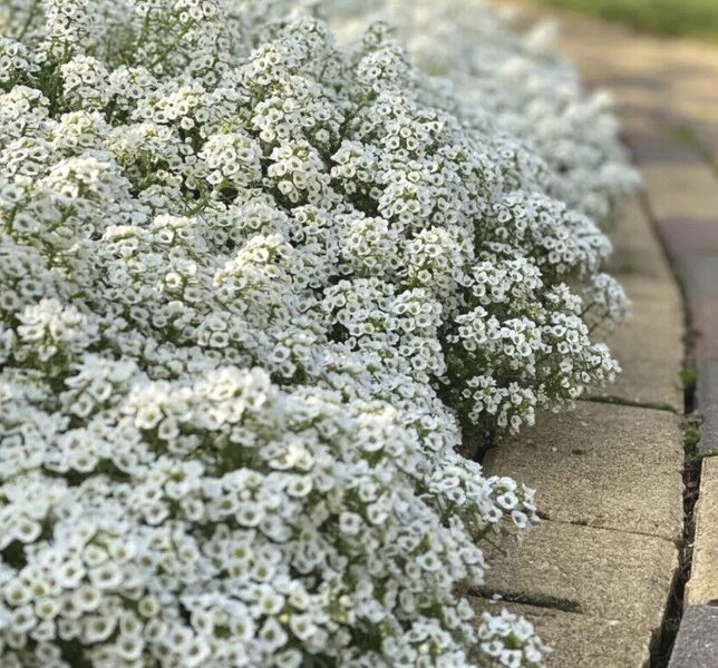 Sweet Alyssum (Lobularia maritima) 0,2g
