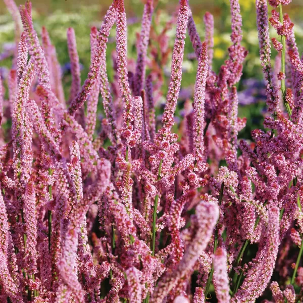 Limonija Suvorova "Pink pokers" (Limonium suworowii), 20 sēklas