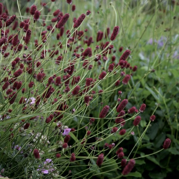 Ārstniecības brūnvālīte (Sanguisorba officinalis) 20 sēklas