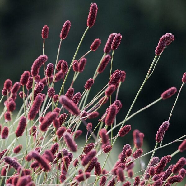 Ārstniecības brūnvālīte (Sanguisorba officinalis) 0,1g