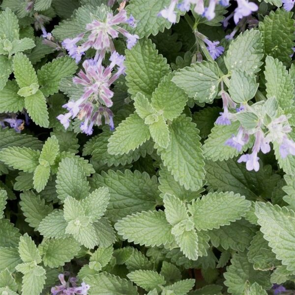 Īstā kaķumētra (Nepeta cataria) 0,2g