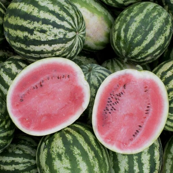 Watermelon "Crimson sweet" (Citrullus lanatus), 5 seeds