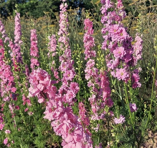 Vasaras delfīnija 'Rose Queen' (Delphinium consolida) 0,2g
