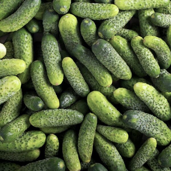 Cucumber "Piccolo di Parigi" (Cucumis sativus), 15 seeds