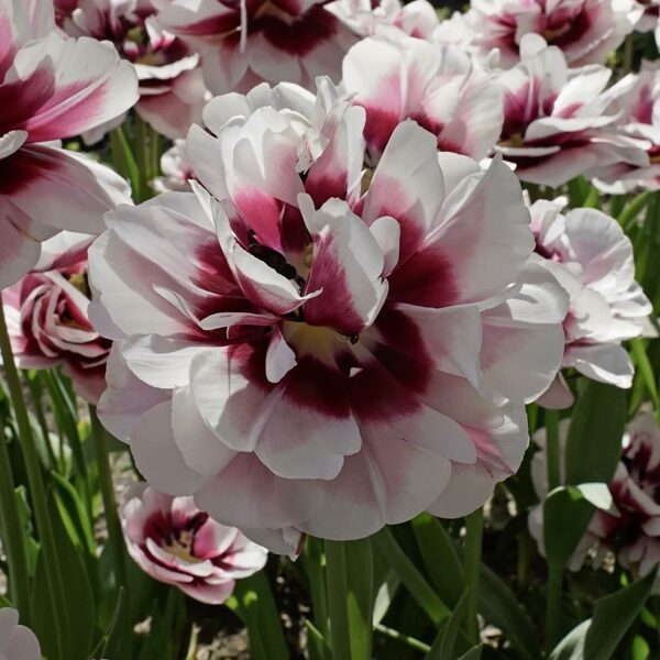 Tulip 'Pistache', 5 bulbs