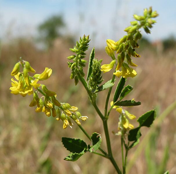 Ārstniecības amoliņš (Melilotus officinalis), 5g