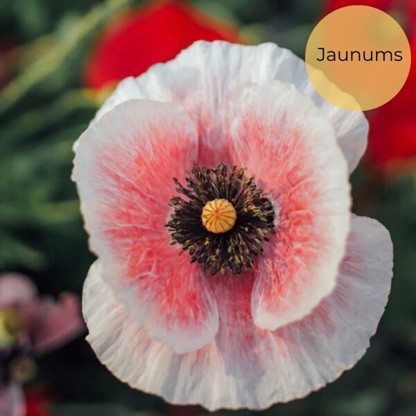 Common poppy "Shirley Single Mixed" (Papaver rhoeas)