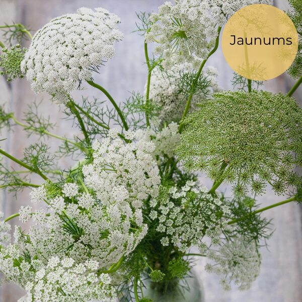 Bishop's flower "Queen of africa" (Ammi majus), 20 seeds