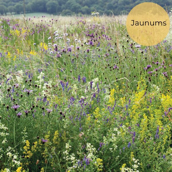 Seed mixture "Natural meadow"