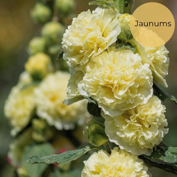 Parastā kāršroze "Majorette Yellow" (Alcea rosea annua), 10 sēklas