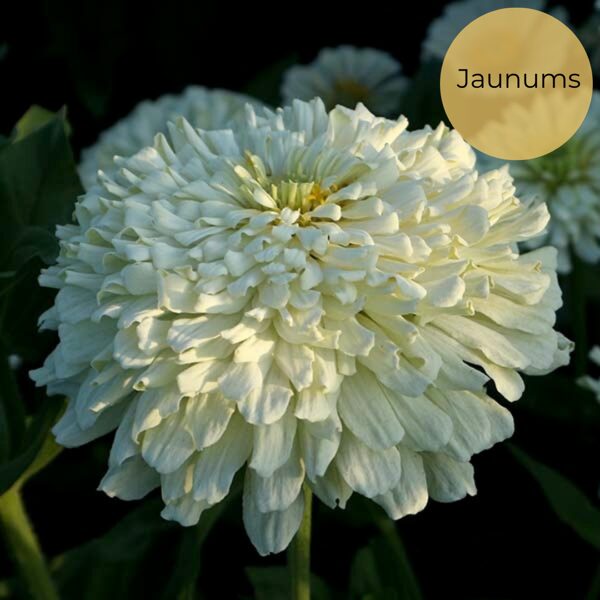 Gleznā cinnija "Snowman White" (Zinnia elegans)