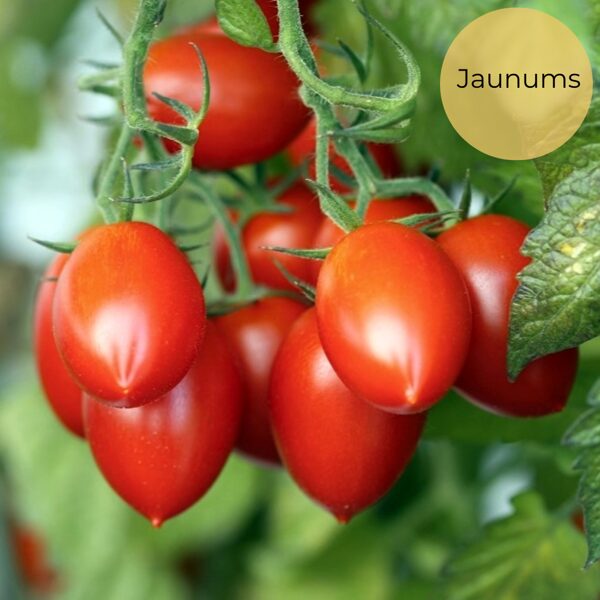 Tomato "Roma VF" (Solanum lycopersicum), 15 seeds