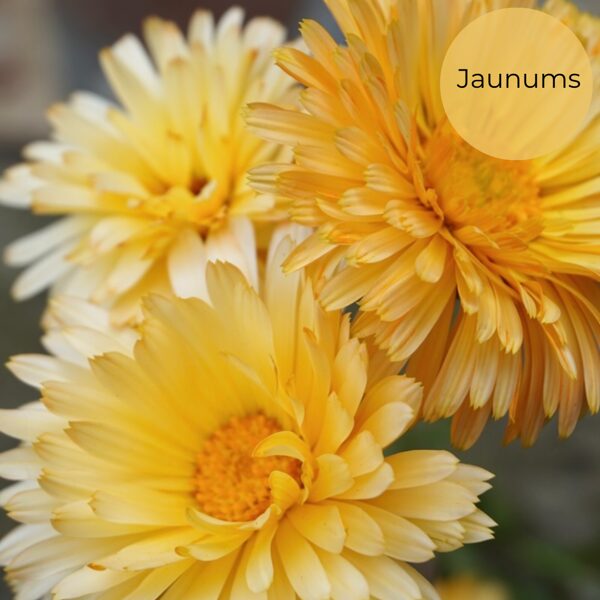 Kliņģerīte "Apricot Beauty" (Calendula officinalis), 1g
