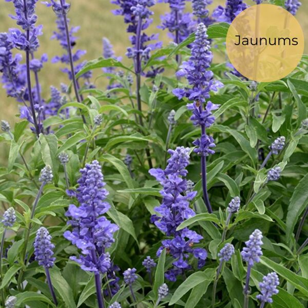 Miltainā salvija "Victoria" (Salvia farinacea), 20 sēklas