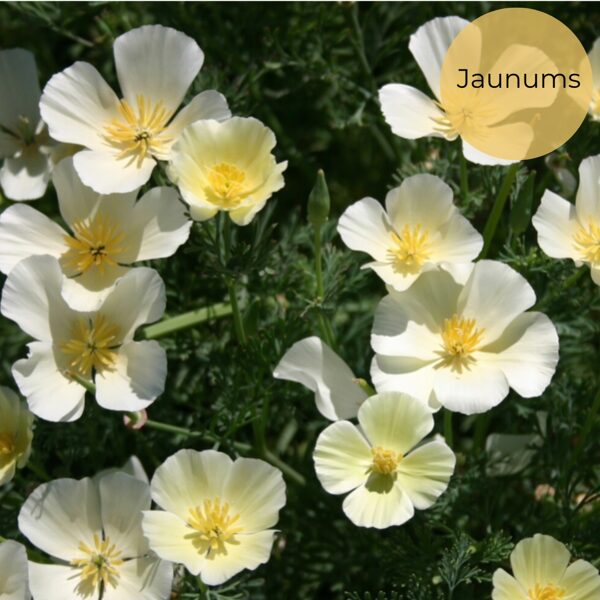 Ešolcija "Milky White" (Eschscholzia californica) 0,1g