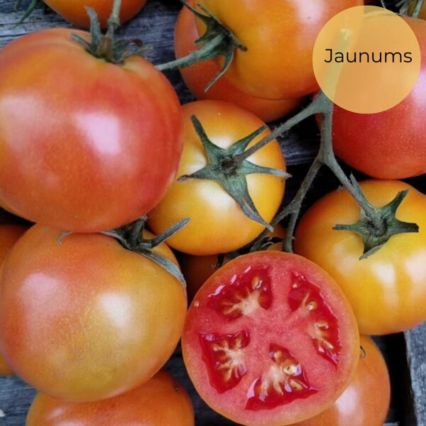 Tomato "Lolek" (Solanum lycopersicum), 15 seeds