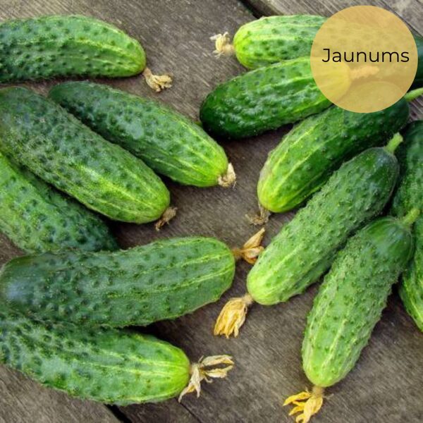 Cucumber "Vert Petit de Paris" (Cucumis sativus), 15 seeds