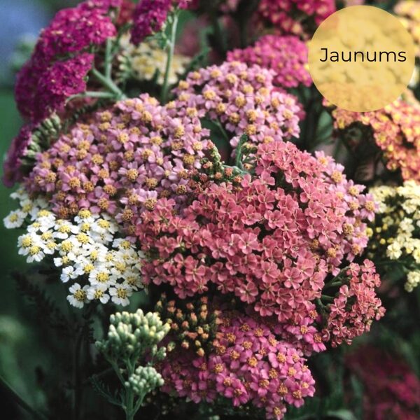 Parastais pelašķis "Summer pastels mix" (Achillea millefolium) 10 sēklas
